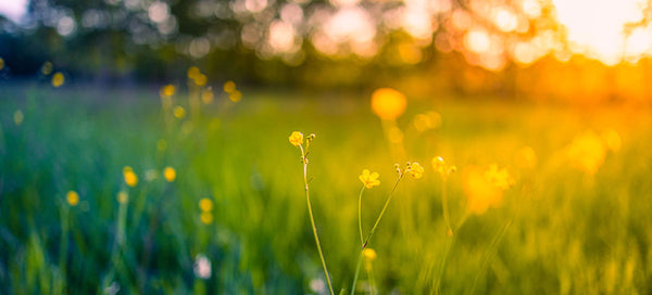 unfocused image of a field